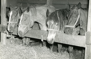 SS Cedar Rapids Victory caballos